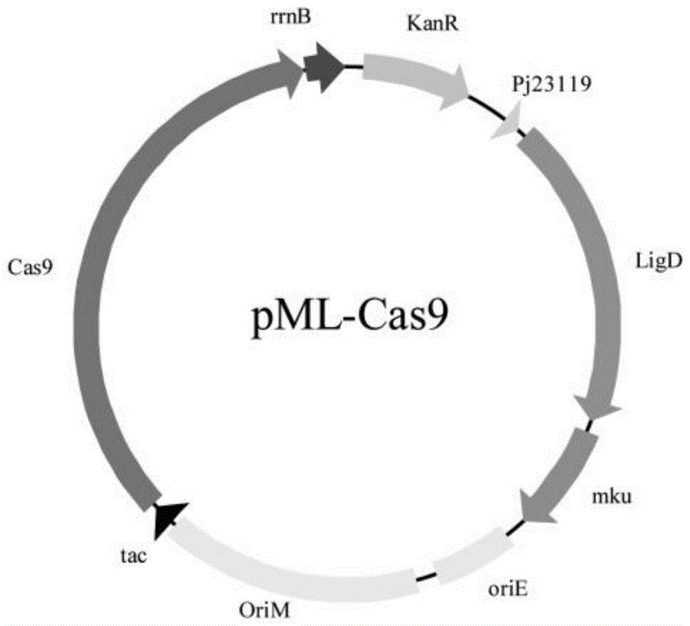 一种CRISPR/Cas9基因编辑系统及其应用的制作方法