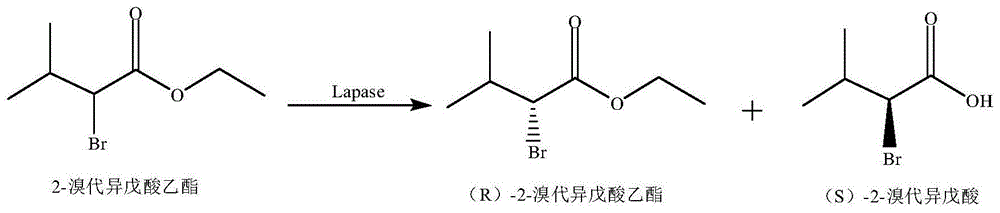 一种脂肪酶在拆分外消旋2-溴代异戊酸乙酯中的应用的制作方法