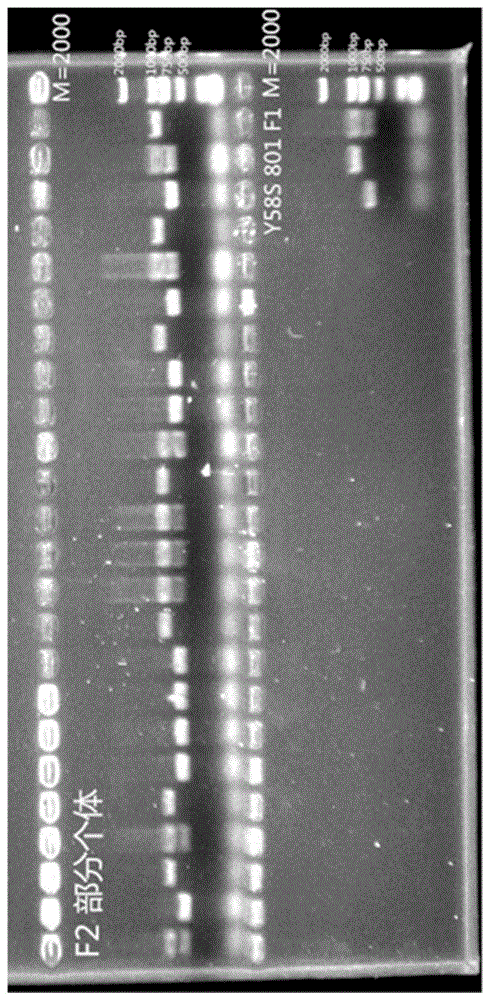 与水稻白叶枯病抗性基因Xa23紧密连锁的分子标记R112146的制作方法