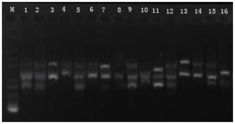 一种丛生福禄考ISSR-PCR分子标记辅助育种方法与流程