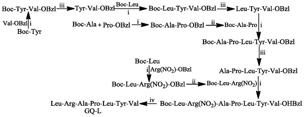Leu-Arg-Ala-Pro-Leu-Tyr-Val七肽,其合成,活性和应用的制作方法