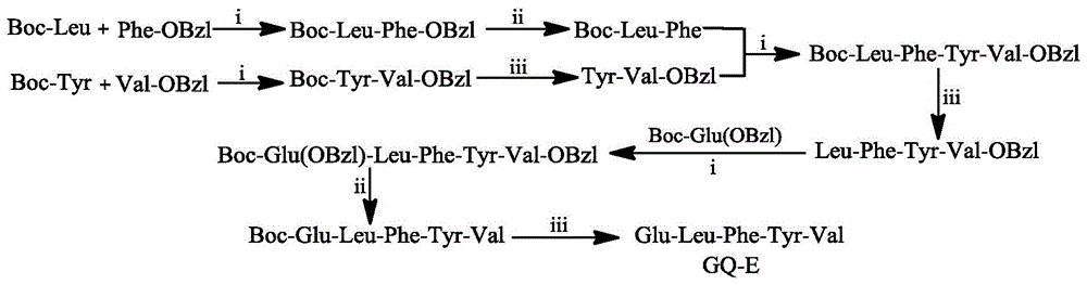 Glu-Leu-Phe-Tyr-Val五肽,其合成,活性和应用的制作方法