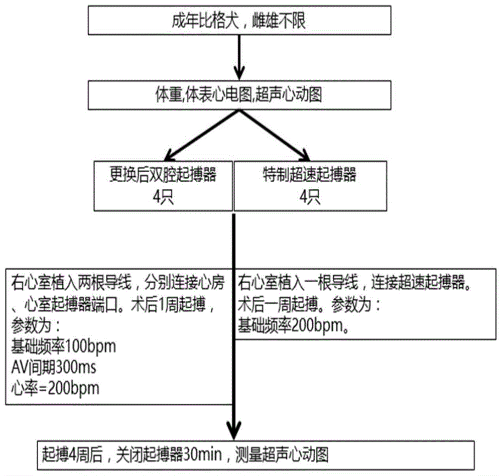 一种动物心衰模型制备方法与流程