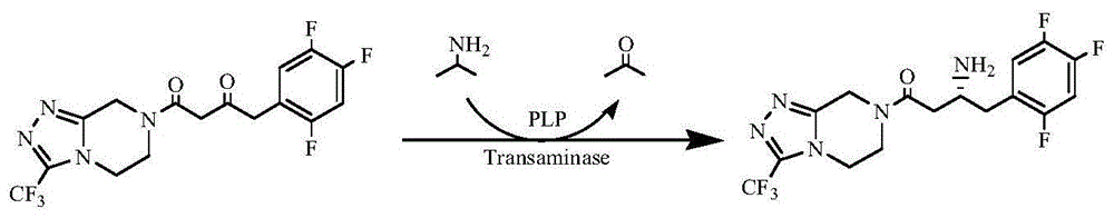 一种转氨酶-辅酶共固定化工程菌细胞及应用的制作方法