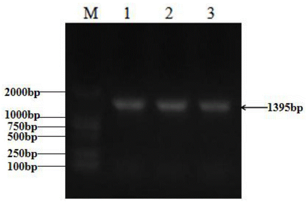 大豆亚硫酸盐输出蛋白GmSET1编码基因的应用的制作方法