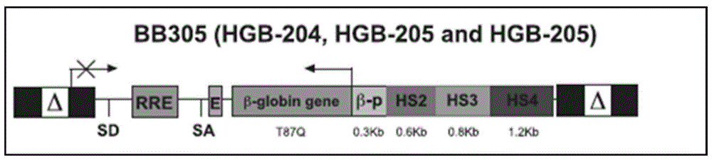 一种新型HBB过表达载体及其设计方法和应用与流程