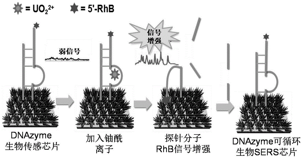 可循环检测痕量铀酰离子的生物传感芯片及其制备方法、应用方法与流程