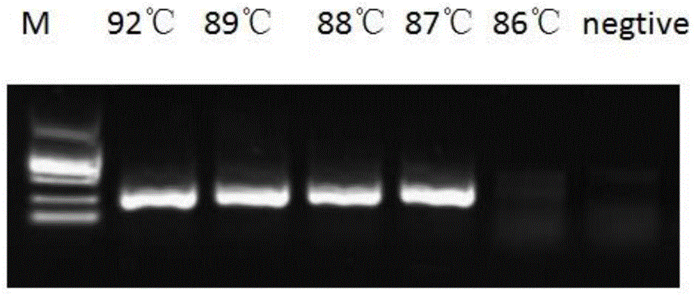 一种检测游离循环肿瘤DNA TP53基因突变的方法与流程