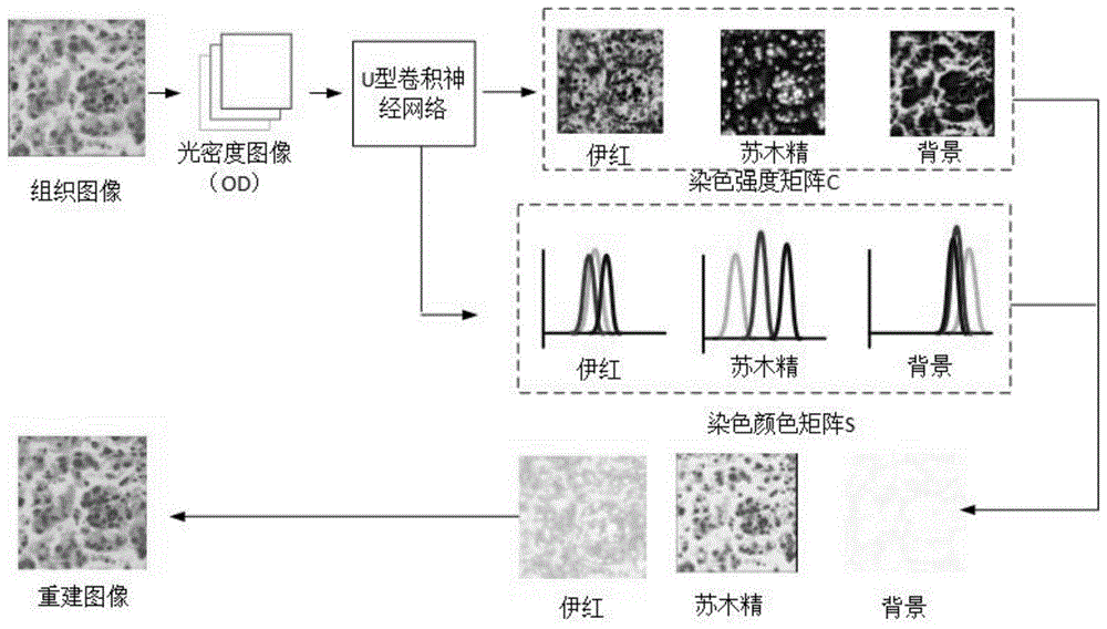 基于深度学习的病理图像多染色分离方法与流程