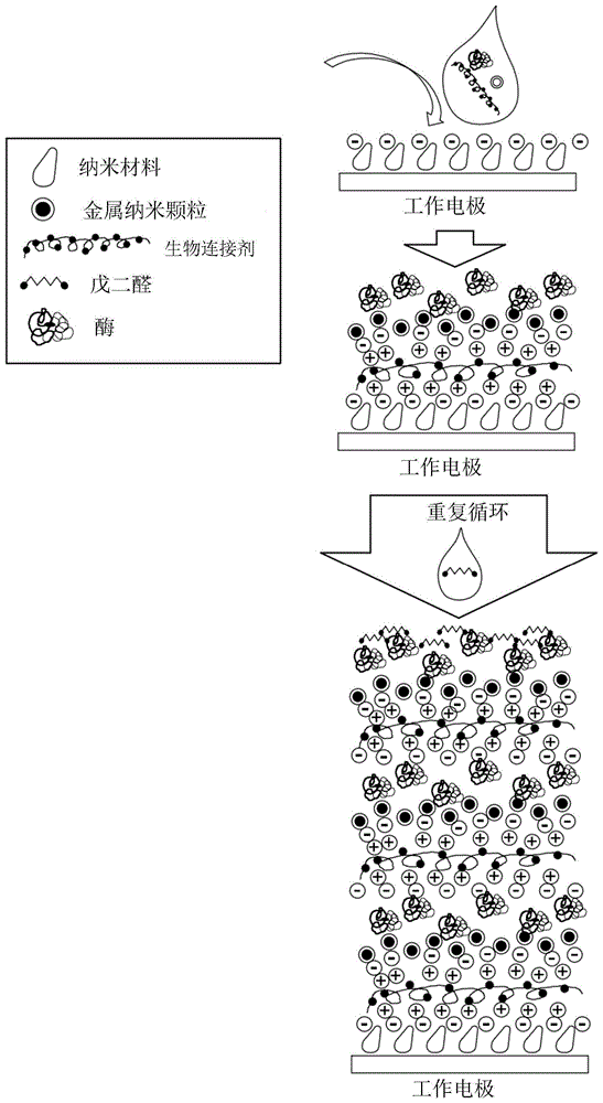 耐用的基于酶的生物传感器和液滴沉积固定方法与流程