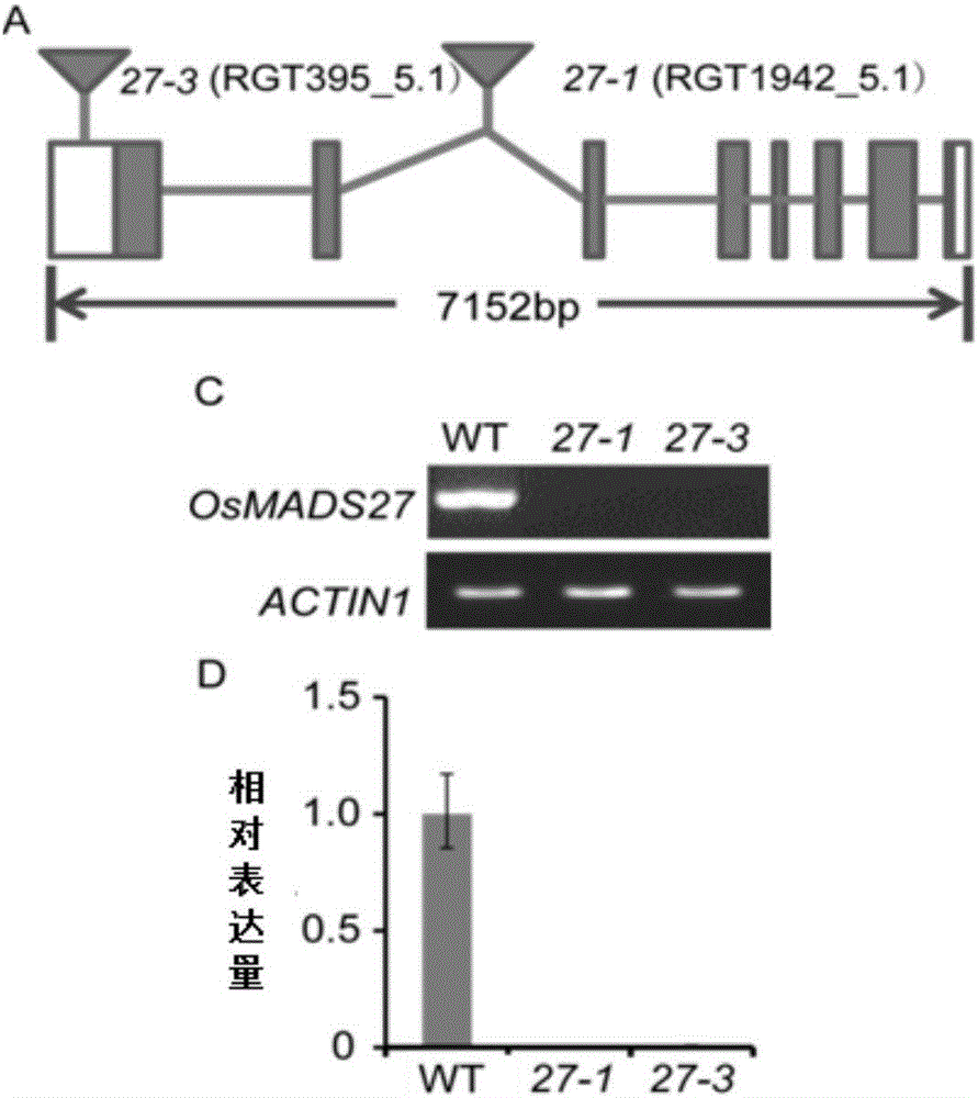 蛋白质OsMADS27在调控植物种子的萌发时间和调控植物种子的休眠中的应用的制作方法