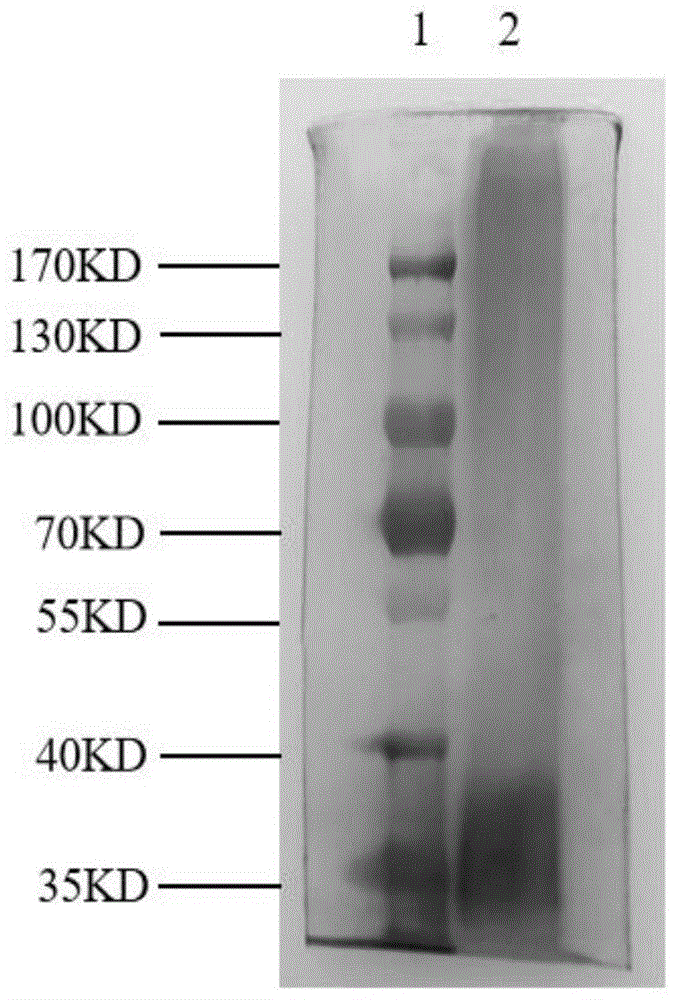 羊种布鲁菌16M LPS的制备方法及其单克隆抗体的筛选鉴定方法和应用与流程