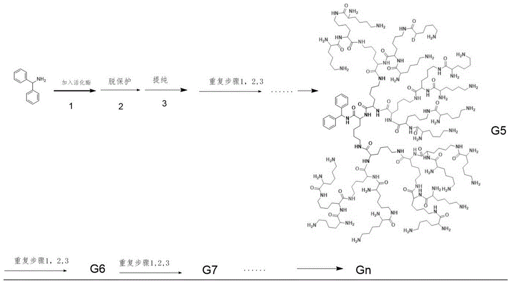 高代树枝状聚赖氨酸及其制备方法与流程