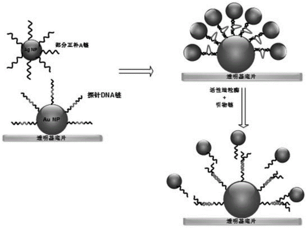 一种生物传感器及制备方法和使用方法与流程