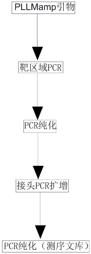 一种单管实现连续区域的非特异性PCR扩增方法与流程