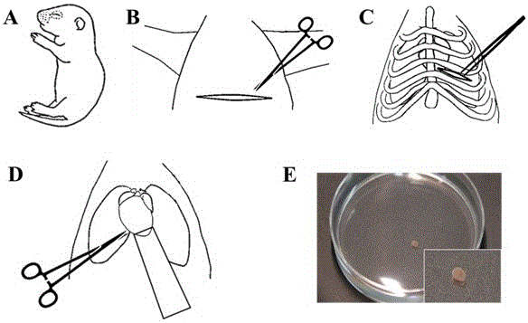 大鼠心尖切除诱导心肌再生模型的建立方法与流程