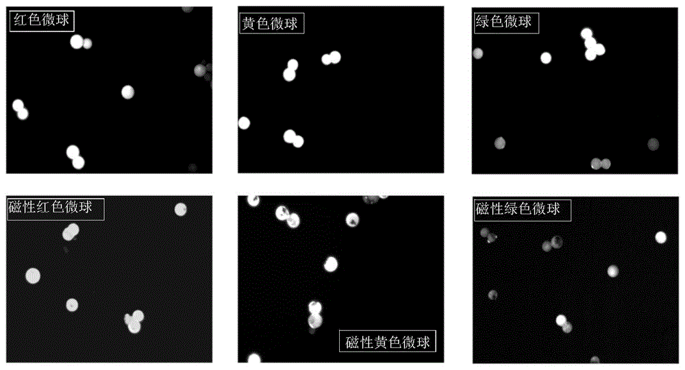 一种磁性荧光编码微球的制备方法及其应用与流程