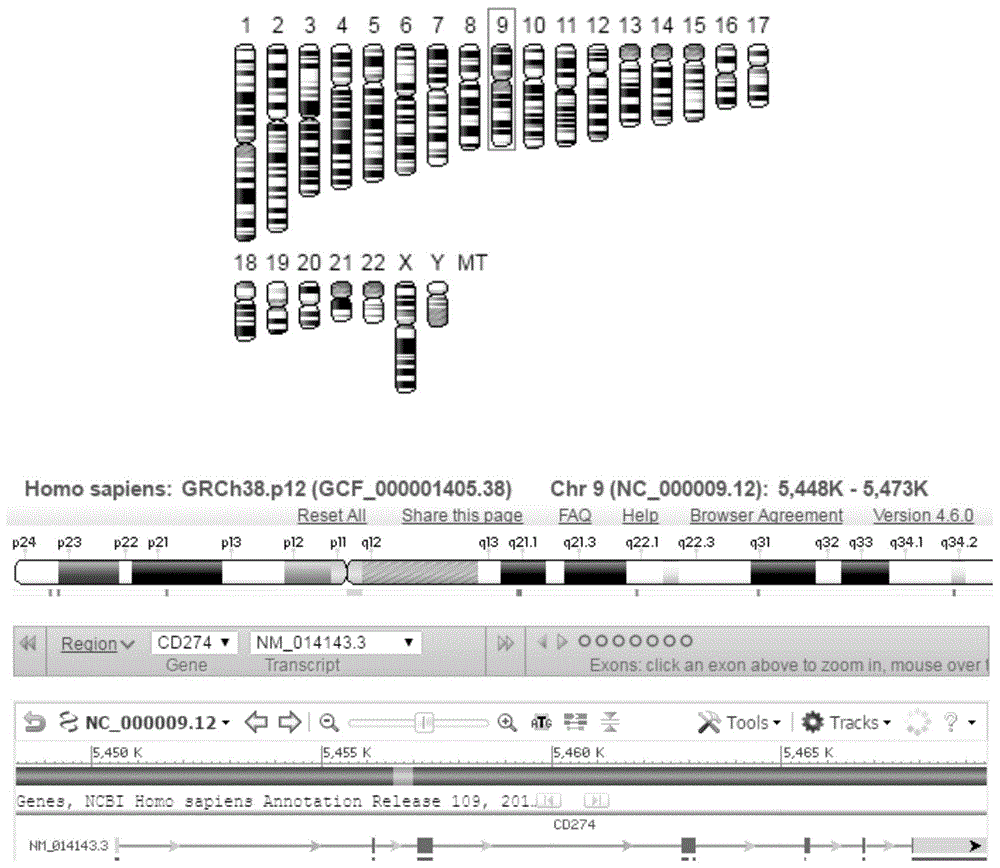 一种寡核苷酸标记探针原位检测PDL1的试剂组与应用的制作方法