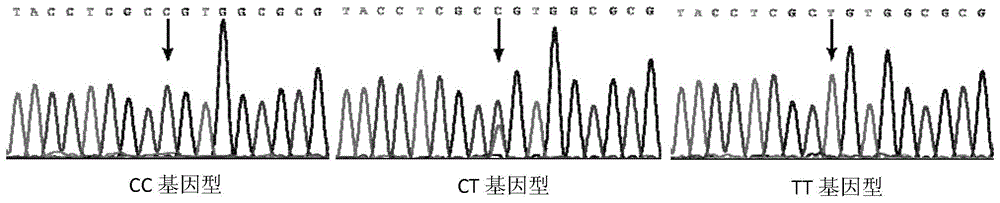 一种暗纹东方鲀快速生长相关的SNP位点与应用的制作方法