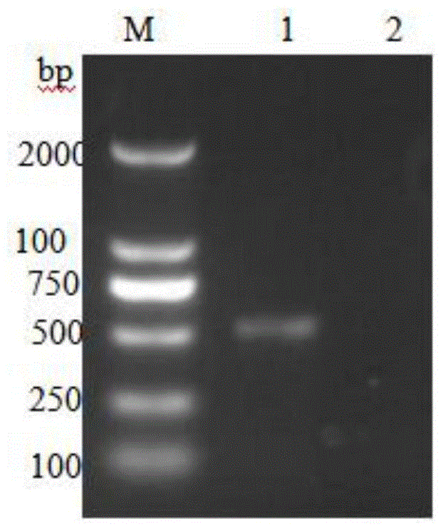 一种利用PCR-ELISA检测CSFV的方法与流程