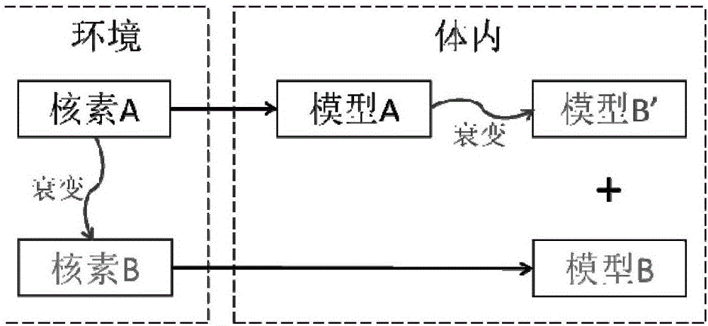 混合摄入母子体核素的内照射滞留分数确定方法与流程