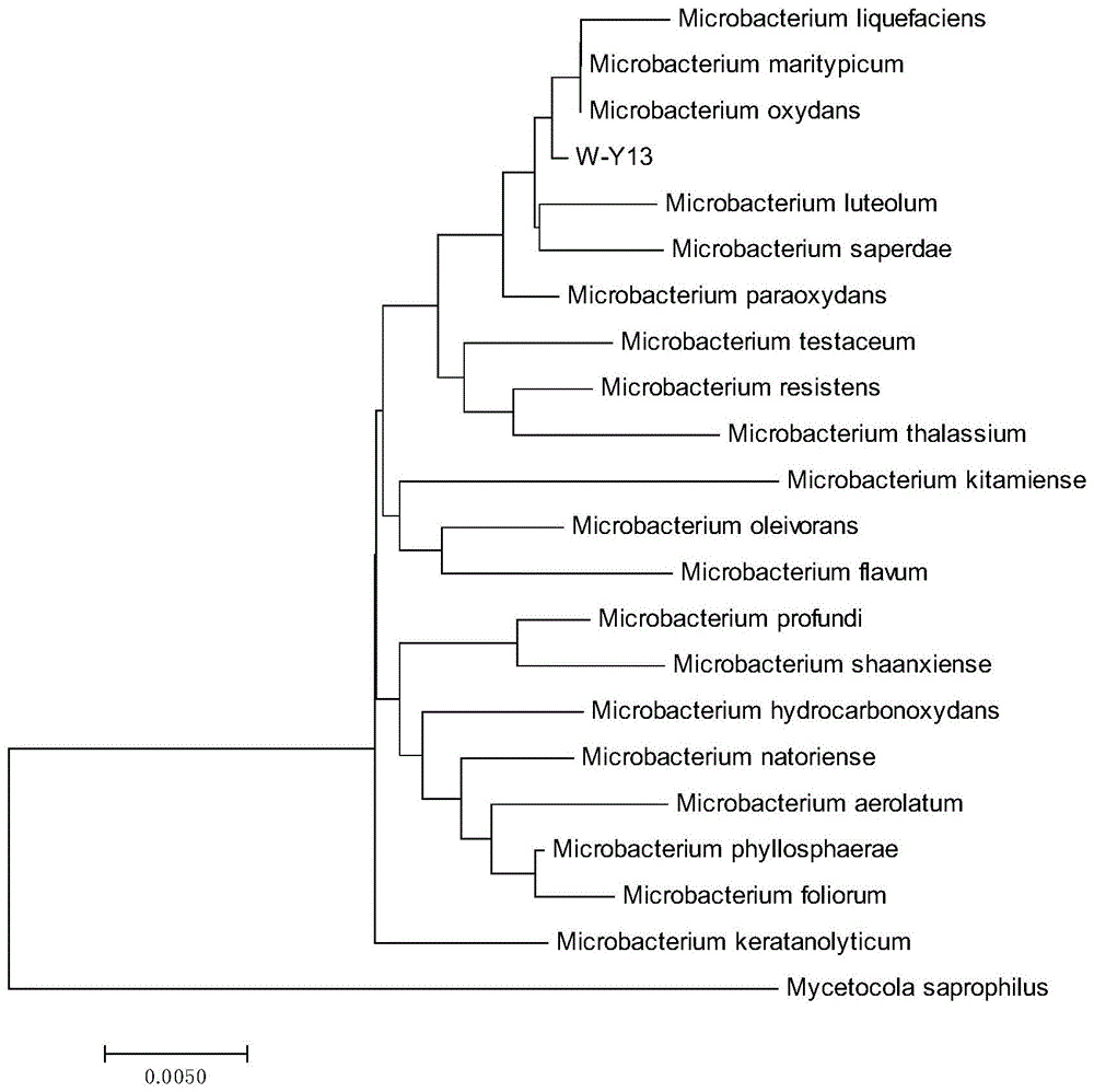 一株微杆菌W-Y13及其应用的制作方法