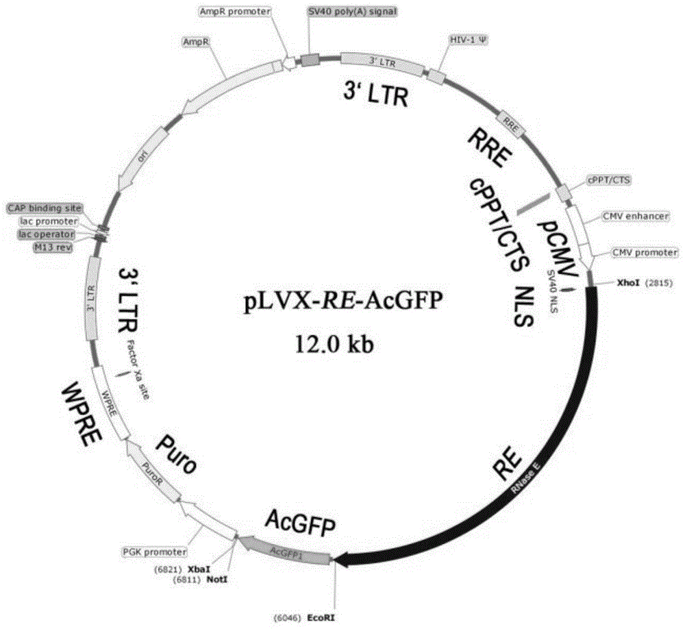 一种细菌RNase E截短体及其应用的制作方法