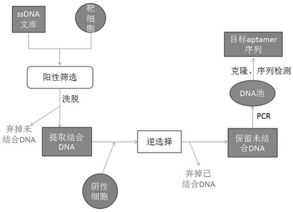 一种特异性结合PDL1的核酸适配体及其应用的制作方法