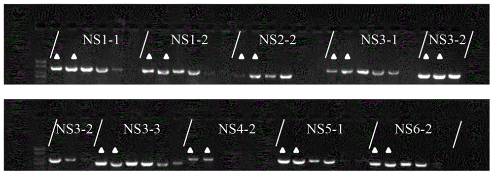 一种鉴定NWB细胞质雄性不育的分子标记的制作方法