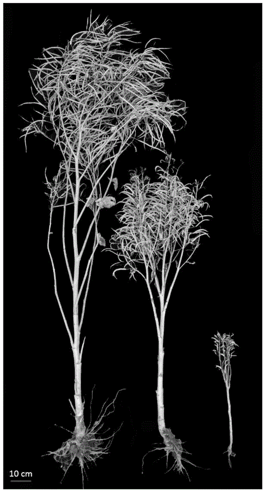 甘蓝型油菜矮杆性状位点的分子标记及其应用的制作方法