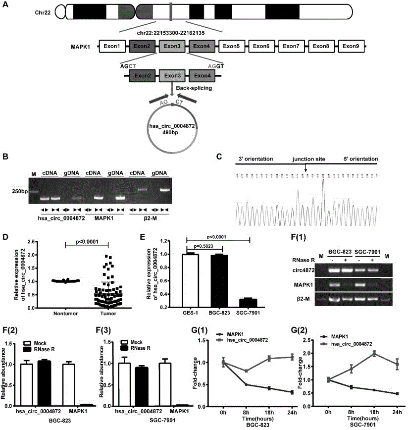 环状RNA hsa_circ_0004872在胃癌诊断中的应用的制作方法