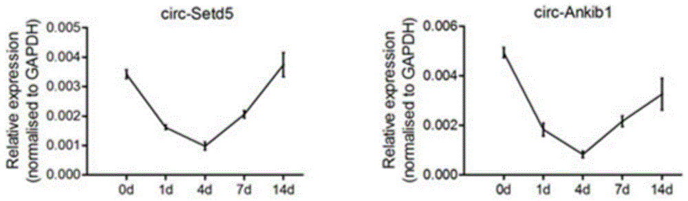 环状RNA circ-Ankib1在制备促进神经再生和修复神经损伤药物中的应用的制作方法