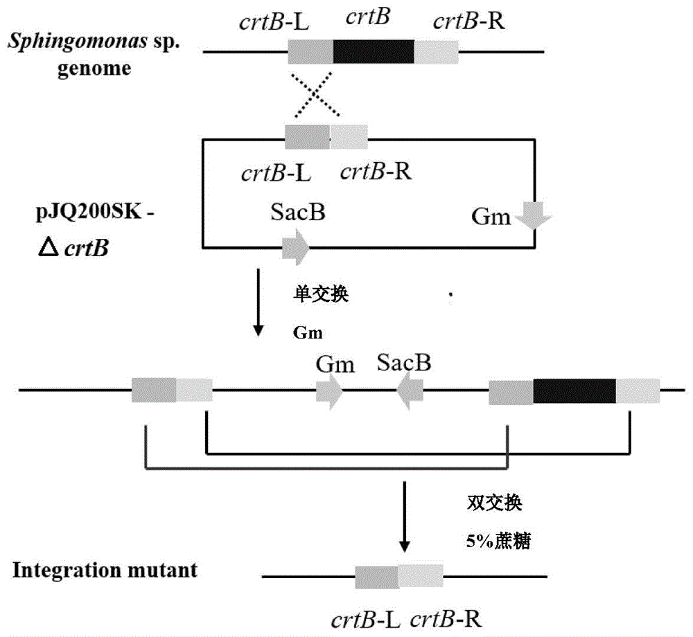 无色素低分子量威兰胶生产菌株及其构建方法与应用与流程