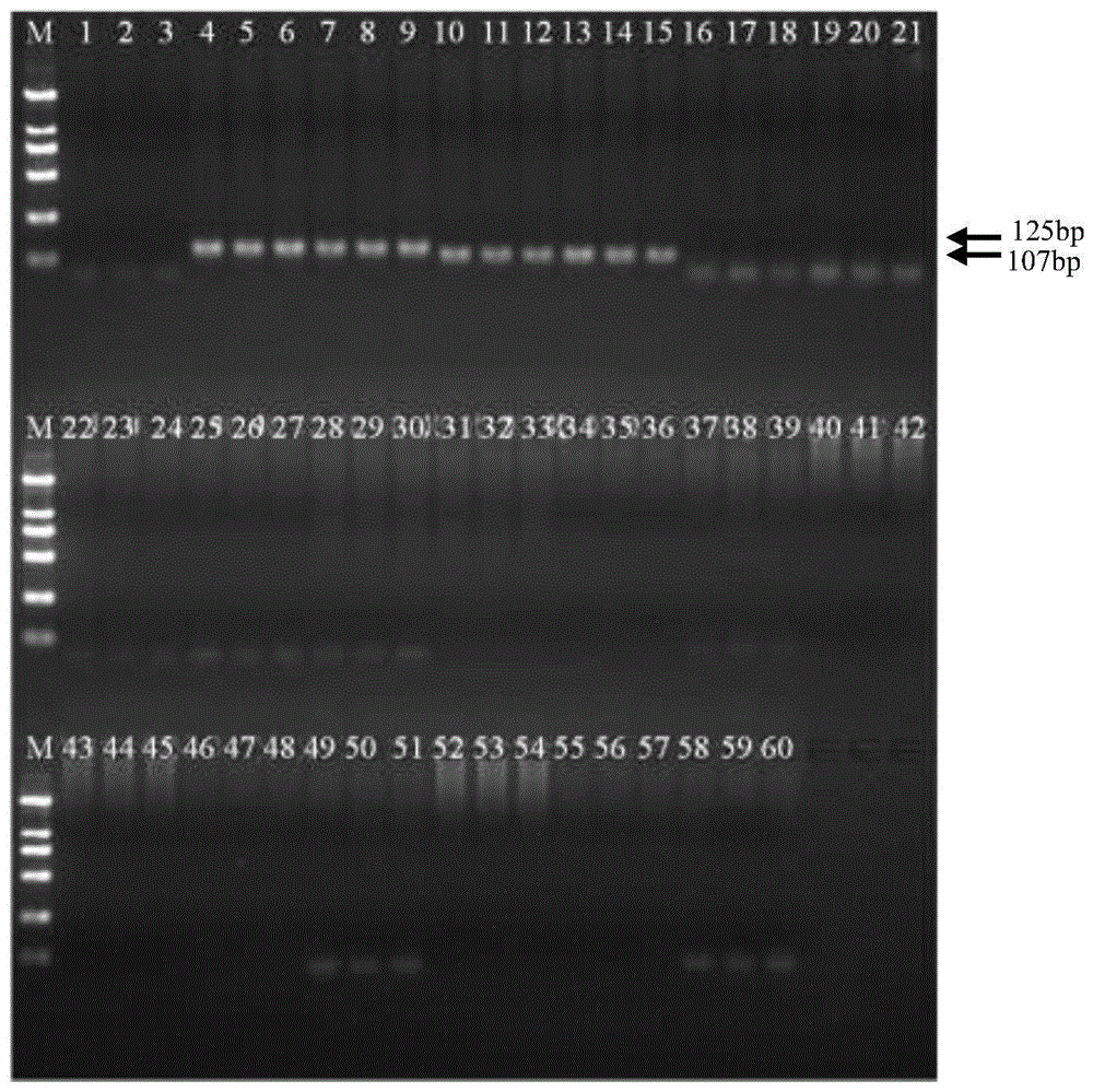 一种一对引物同时鉴别牛、羊源性成分的PCR检测试剂盒的制作方法