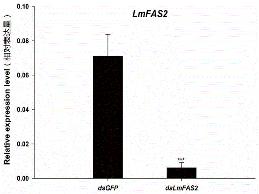一种飞蝗脂肪酸合成酶基因LmFAS2的dsRNA及其制备方法和应用与流程