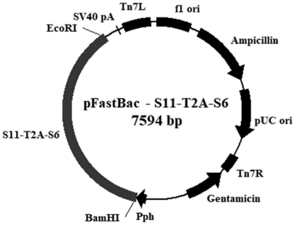 一种共表达草鱼呼肠孤病毒外衣壳蛋白VP4和VP35的重组杆状病毒的制备方法和应用与流程