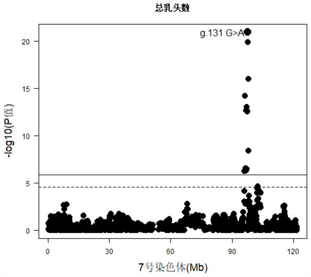 位于猪7号染色体上与总乳头数相关的SNP分子标记及应用的制作方法