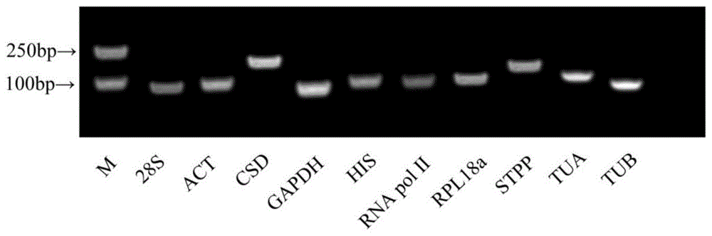 用于小报春不同组织基因表达分析的内参基因及其引物的制作方法