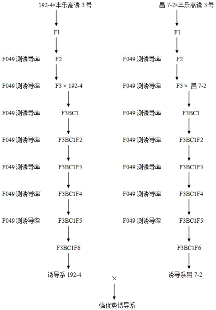 一种玉米单倍体诱导系的选育方法与流程