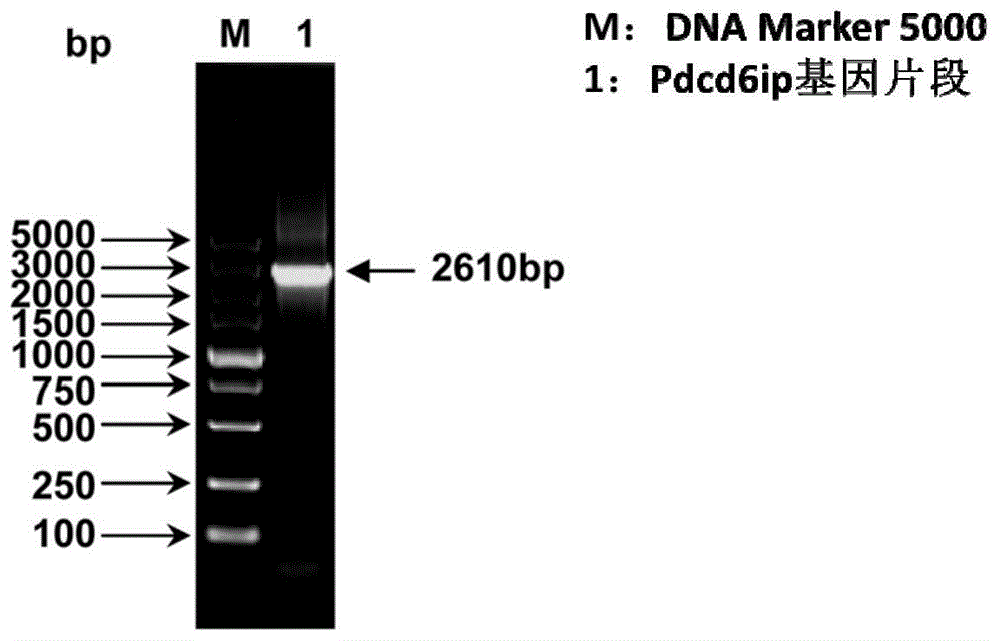 分离的鲤抗病毒蛋白Pdcd6ip及抗病毒活性的制作方法