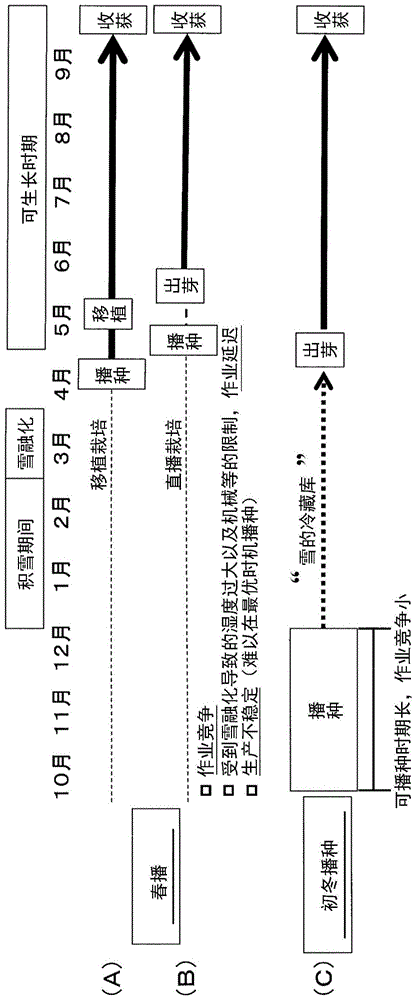 直播栽培用的植物种子的涂布处理方法和涂布处理后的植物种子、植物种子的直播栽培方法与流程