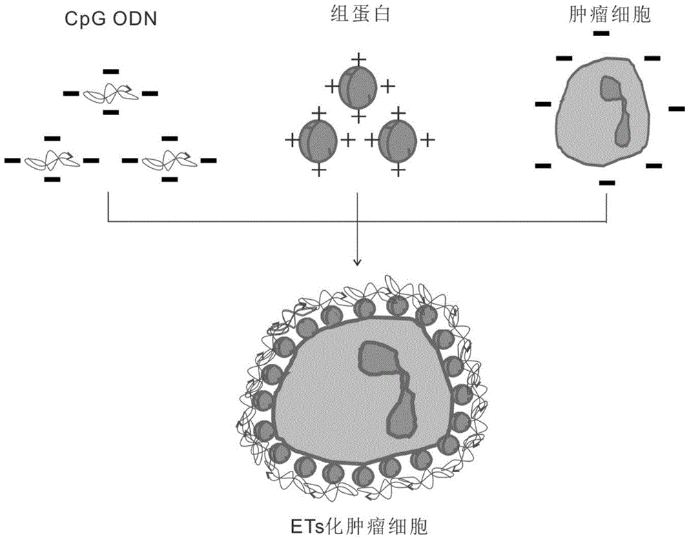 基于胞外诱捕网原理制成的肿瘤细胞疫苗及其制备方法与流程