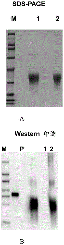 结合犬PD-1的抗犬PD-1抗体的制作方法