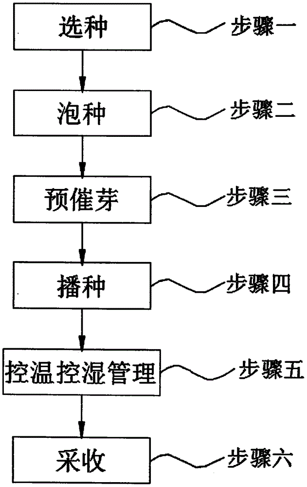 一种高效免浇水花生苗培育方法与流程