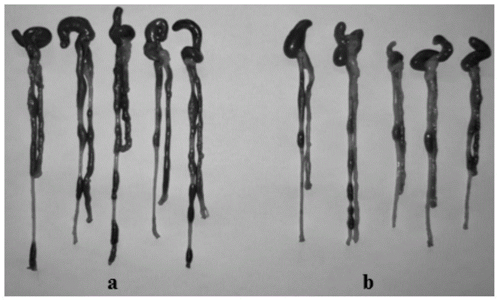 一种肠道菌群啮齿动物模型的构建方法与流程