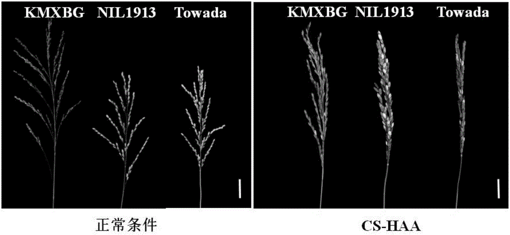 水稻孕穗期耐冷性相关蛋白CTB4b及编码基因与应用的制作方法