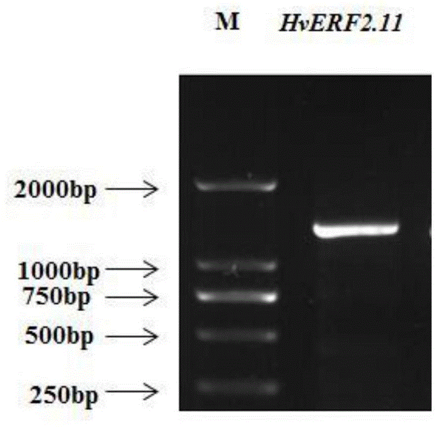 大麦耐湿调控基因HvERF2.11、蛋白及其在育种中的应用的制作方法