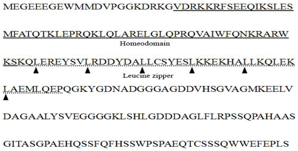 毛竹PheHDZ45蛋白及其编码基因与应用的制作方法