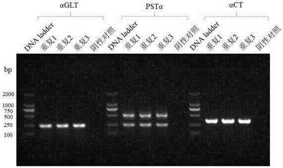 猪IgA+ B细胞类别转换标志物序列及检测方法与流程