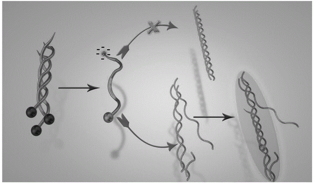 一种电荷排斥作用诱导的单链胶原多肽功能探针及其制备方法与流程